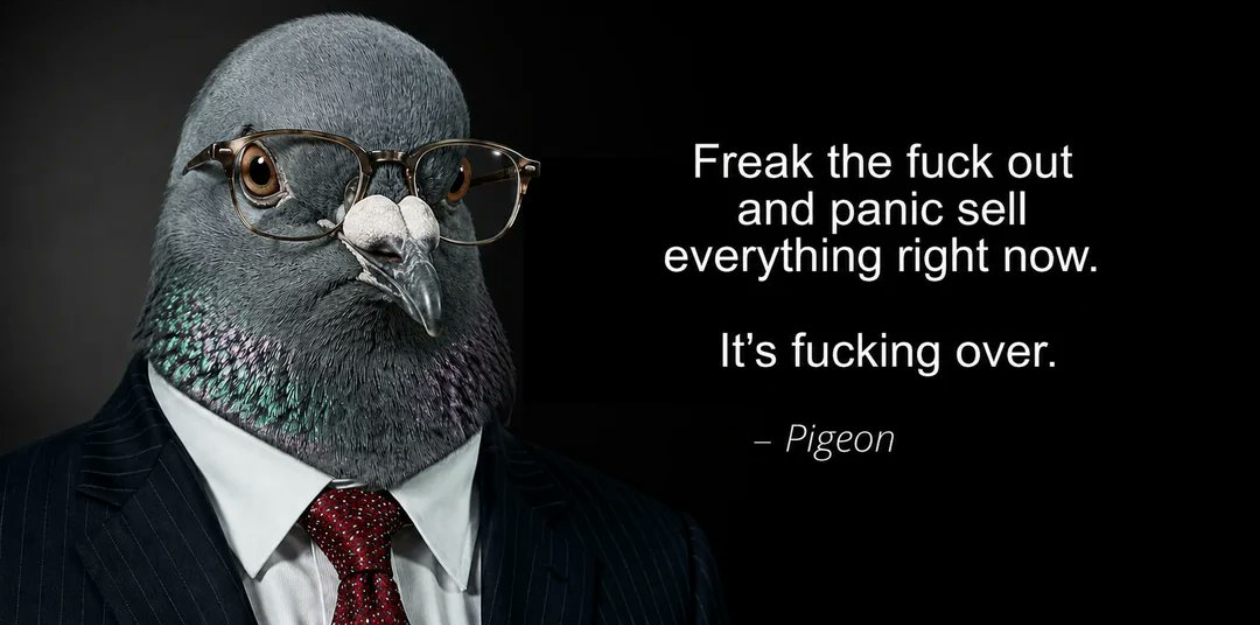 The Pigeon